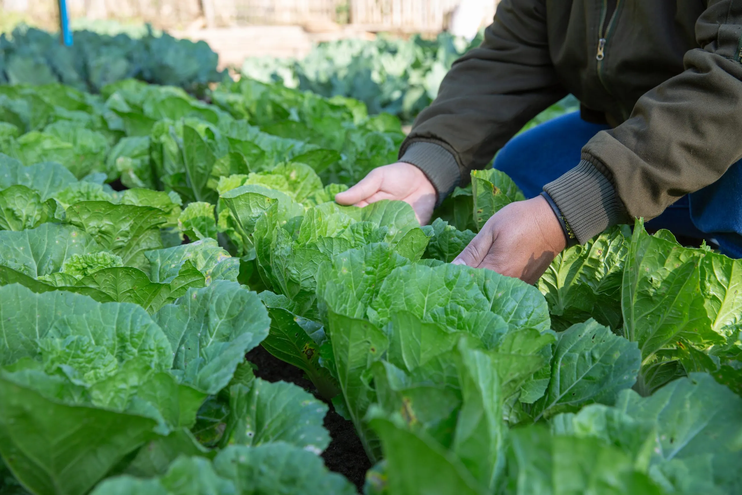 Alimentação Natural – Sustentabilidade